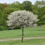 CRABAPPLE LOLLIPOP