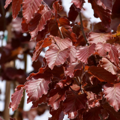 BEECH RED OBELISK