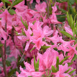 AZALEA NORTHERN HI-LIGHTS