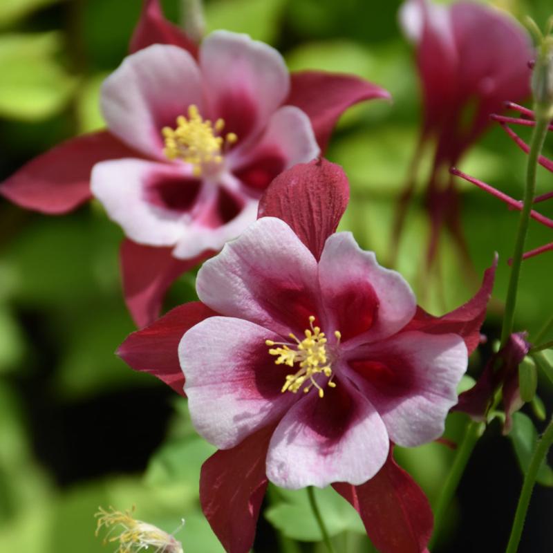 AQUILEGIA CARDINAL