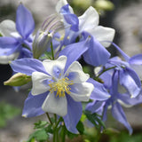 AQUILEGIA BLUE BIRD