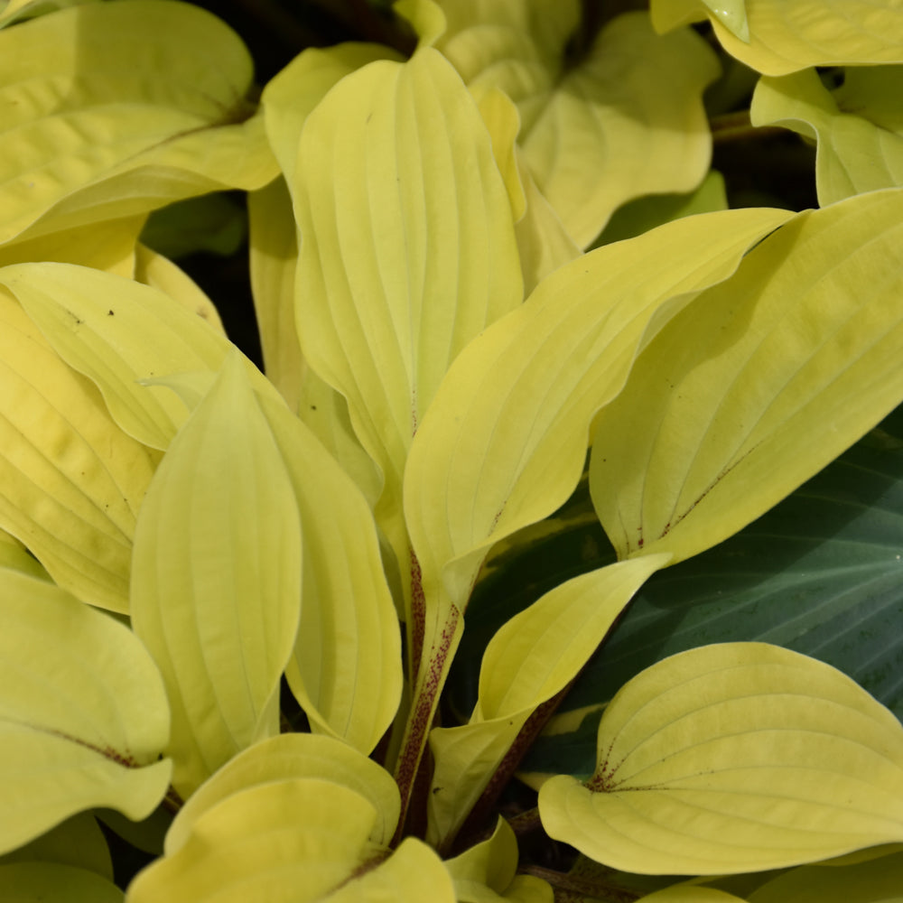 HOSTA FIRE ISLAND