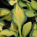 HOSTA HAPPY DAYZ