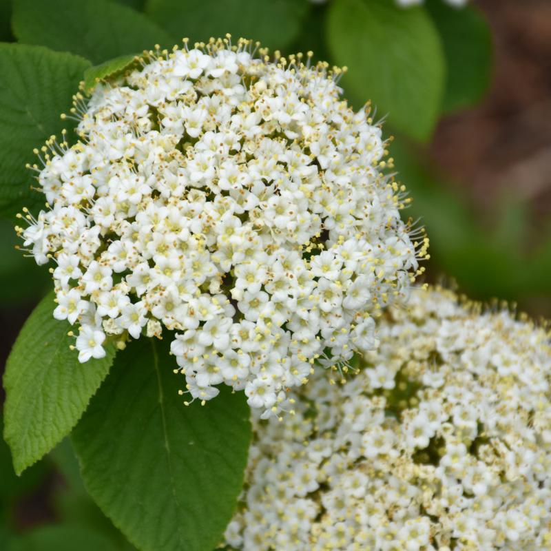 VIBURNUM RED BALLOON