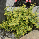 EUONYMUS GOLD SPLASH