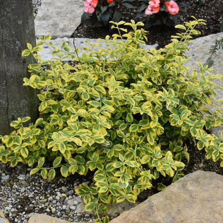 EUONYMUS GOLD SPLASH