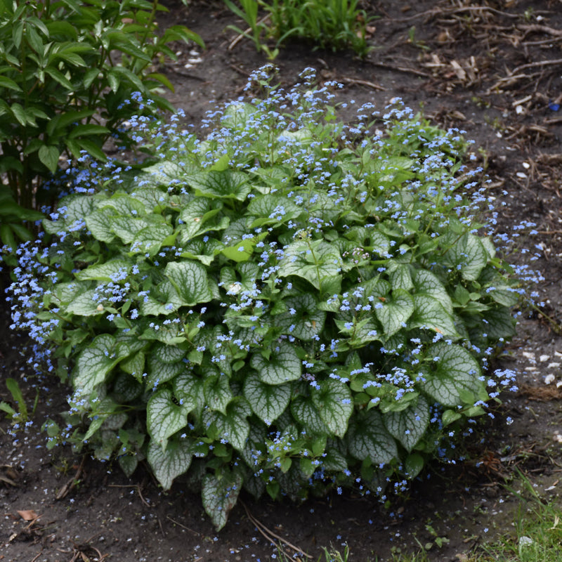 BRUNNERA SEA HEART