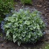 BRUNNERA SEA HEART