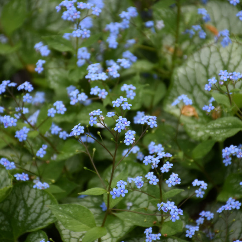 BRUNNERA SEA HEART