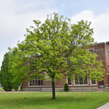 HONEY LOCUST SHADEMASTER