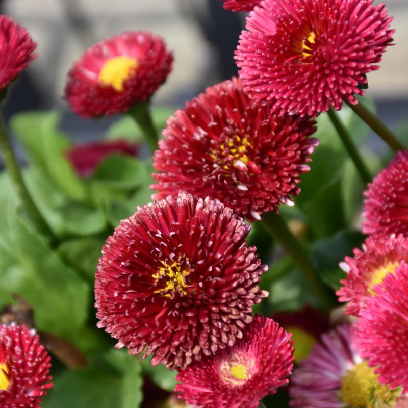 BELLIS TASSO RED