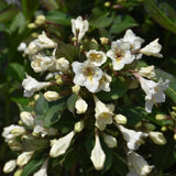 WEIGELA TUXEDO