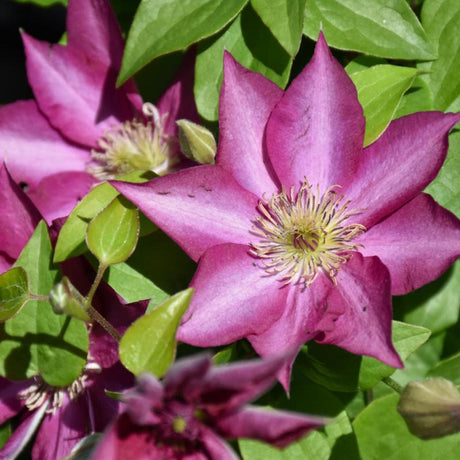 CLEMATIS TEKLA