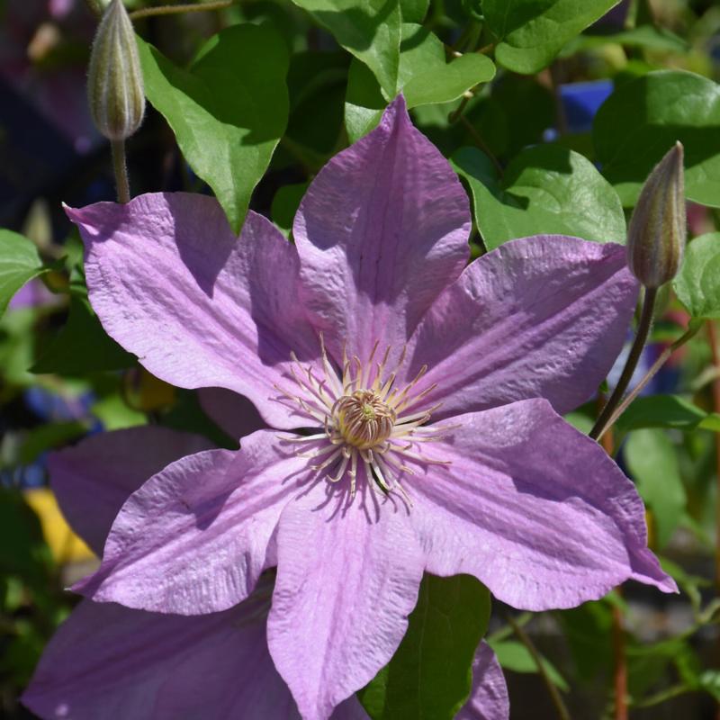 CLEMATIS SALLY