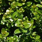 BOXWOOD SPRINTER