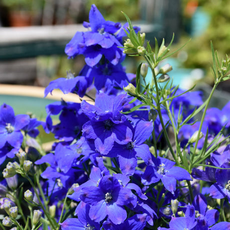 DELPHINIUM DIAMONDS BLUE