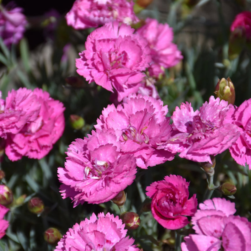 DIANTHUS EVERLAST ORCHID