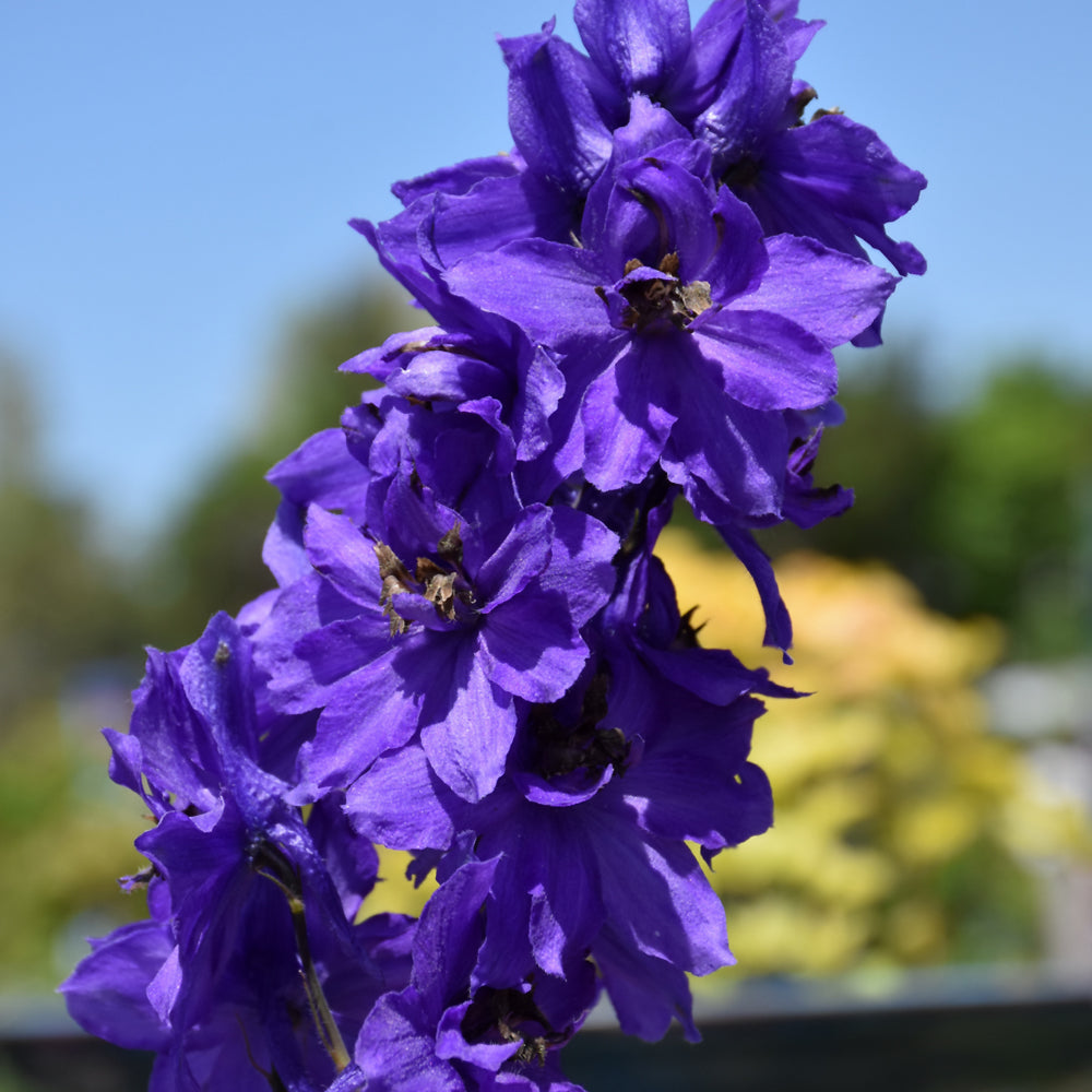 DELPHINIUM DARK BLUE/DARK BEE