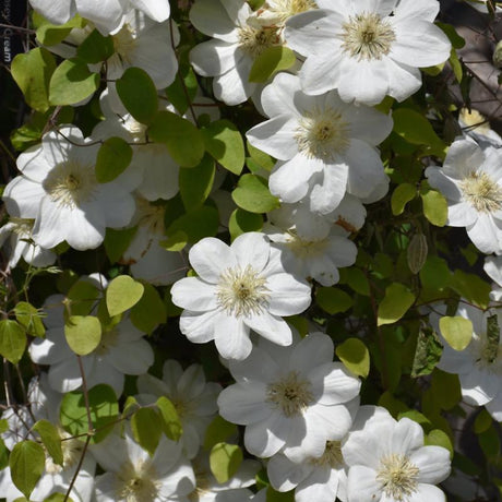 CLEMATIS GUERNSEY CREAM