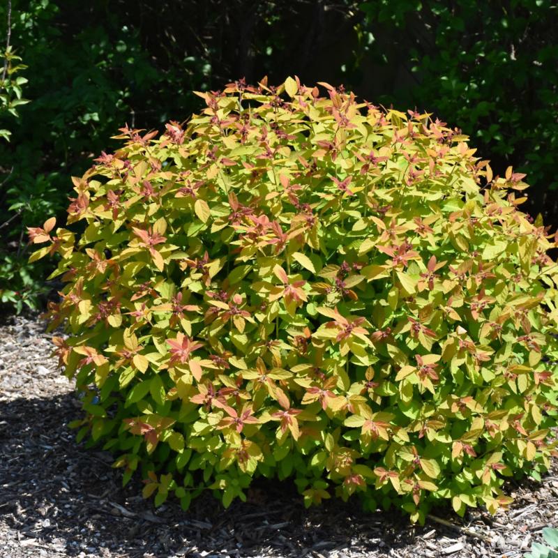 SPIREA DOUBLE PLAY CANDY CORN