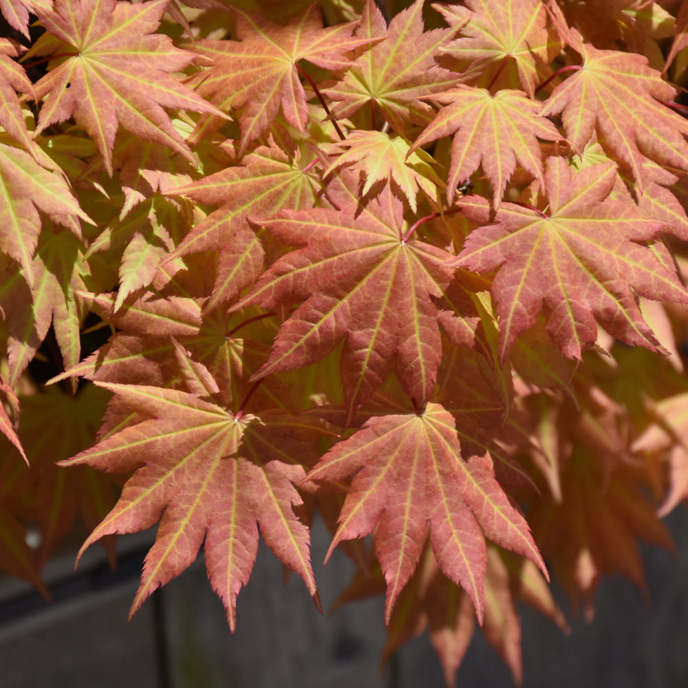 JAPANESE MAPLE AUTUMN MOON