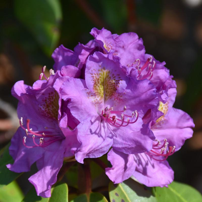 RHODODENDRON DANDY MAN PURPLE