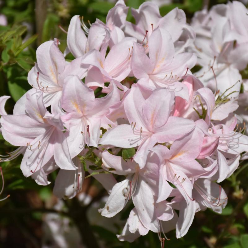 AZALEA WHITE LIGHTS