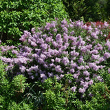 LILAC BLOOMERANG DWARF PURPLE