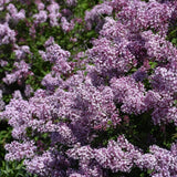 LILAC BLOOMERANG DWARF PURPLE