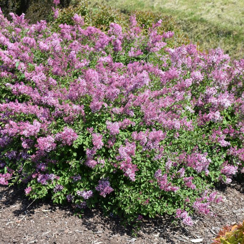 LILAC BLOOMERANG DWARF PINK