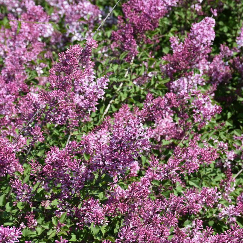 LILAC BLOOMERANG DWARF PINK