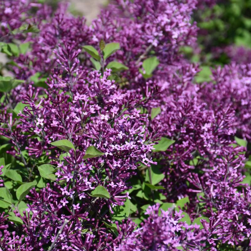 LILAC BLOOMERANG DARK PURPLE