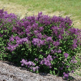 LILAC BLOOMERANG DARK PURPLE