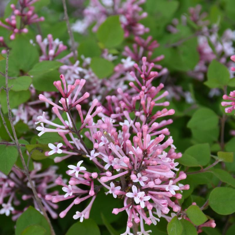 LILAC BLOOMERANG DWARF PINK