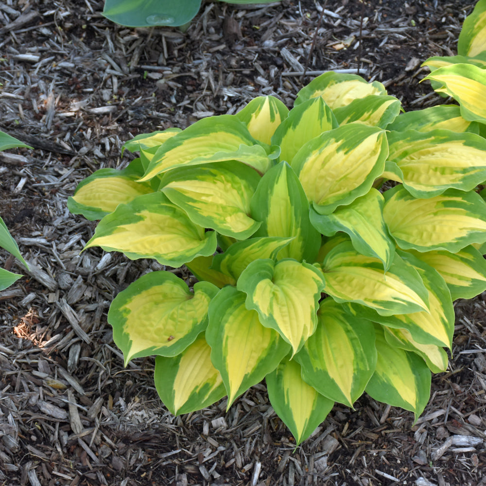 HOSTA ISLAND BREEZE