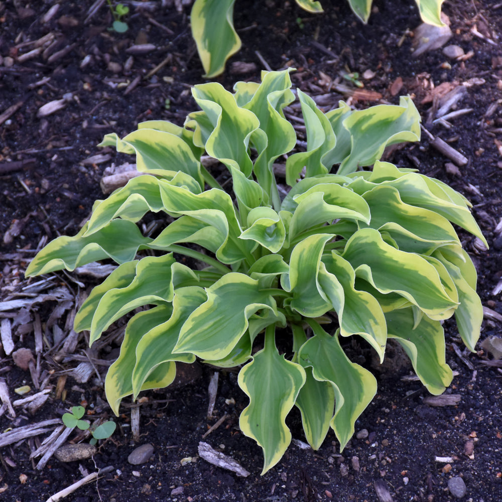 HOSTA WRINKLE IN TIME