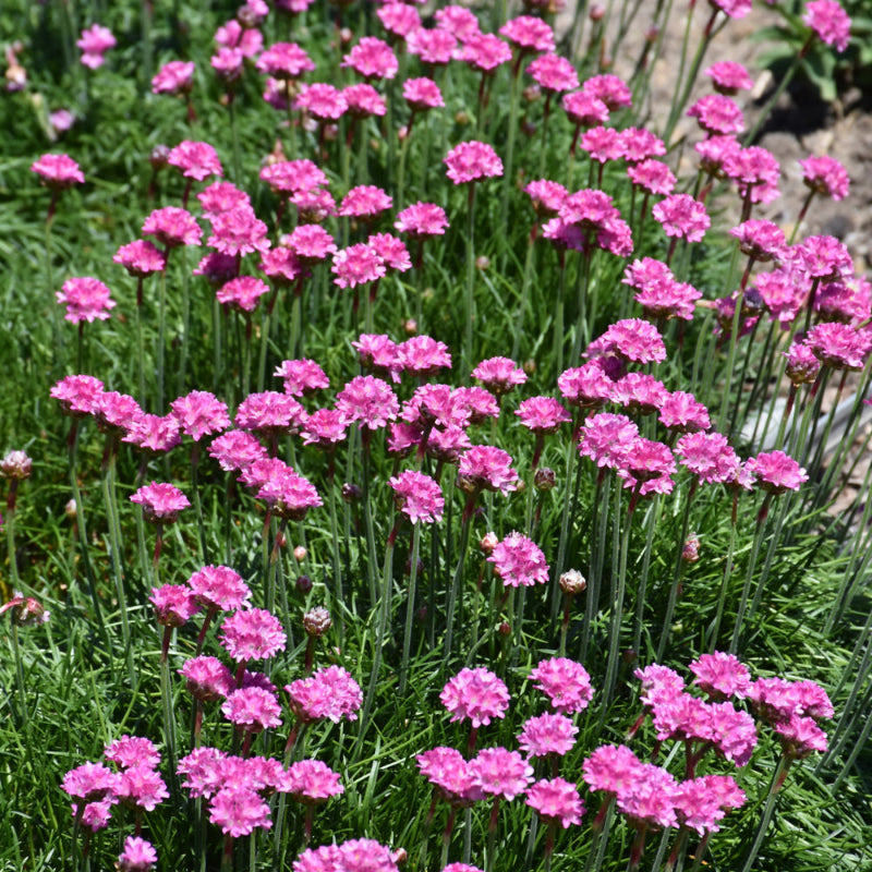 ARMERIA BLOODSTONE