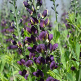 BAPTISIA GRAPE TAFFY