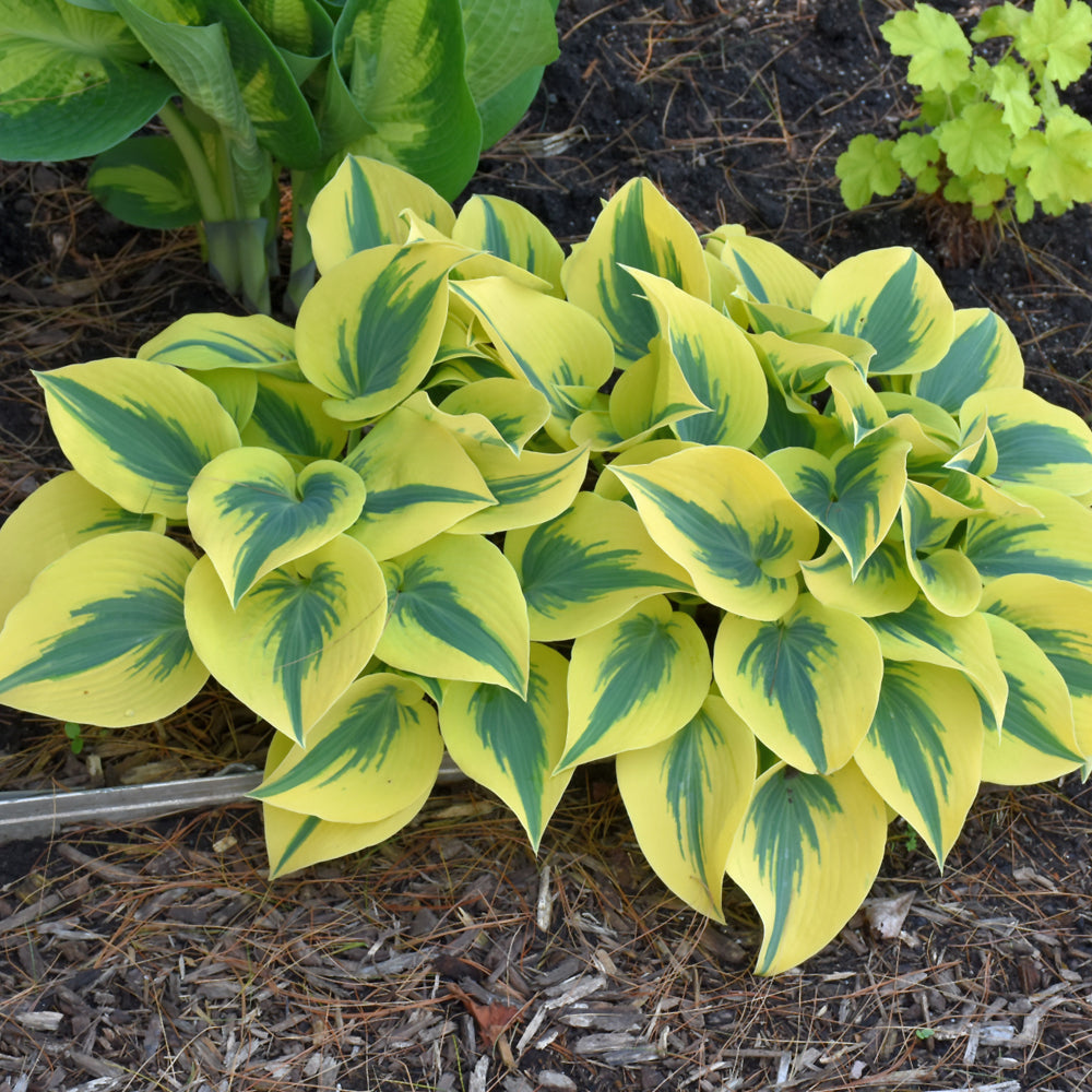 HOSTA AUTUMN FROST