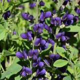 BAPTISIA SPARKLING SAPPHIRES