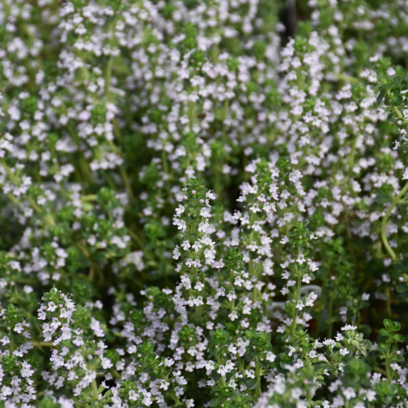 THYMUS DOONE VALLEY