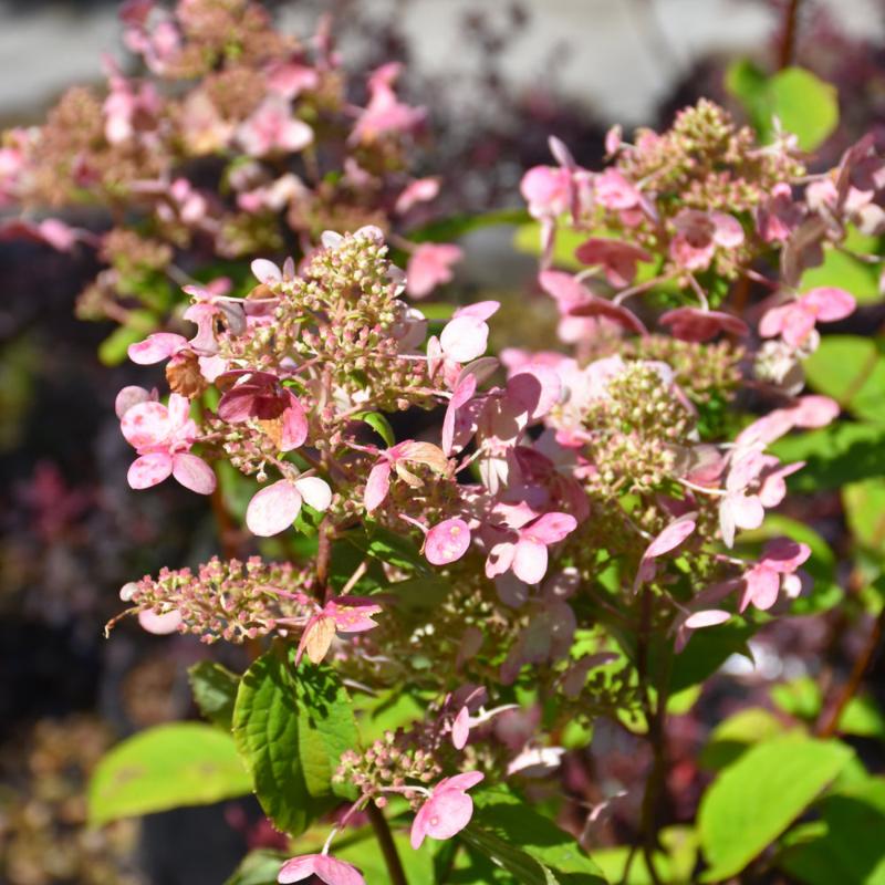 HYDRANGEA FIRE&ICE