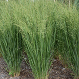 PANICUM PRAIRIE WINDS TOTEM POLE