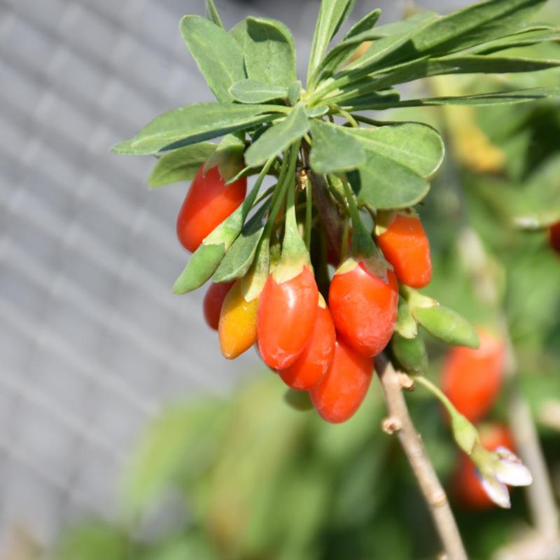 GOJI BERRY FIRECRACKER