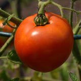 Seed- Stake Tomato Better Boy VFN