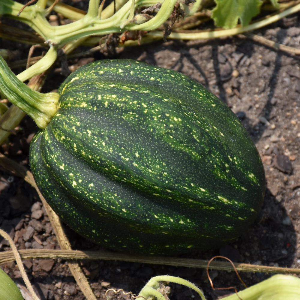 Seed - Winter squash table queen or acorn