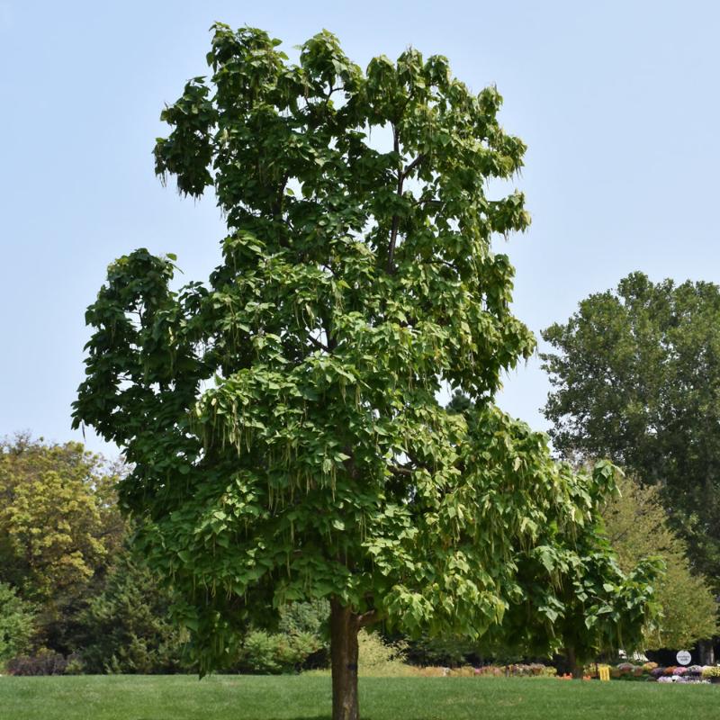 CATALPA NORTHERN