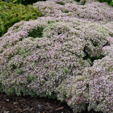 SEDUM PURE JOY