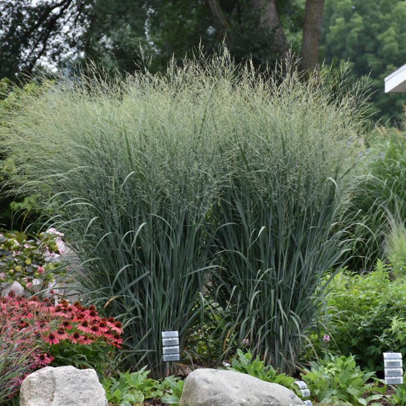 PANICUM PRAIRIE WINDS TOTEM POLE