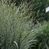 PANICUM PRAIRIE WINDS TOTEM POLE